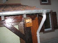 Rouges-queues Cr�atures volantes photo n�1