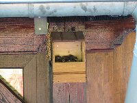 Rouges-queues Cr�atures volantes photo n�8