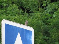 Rouges-queues Cr�atures volantes photo n�12