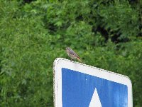 Rouges-queues Cr�atures volantes photo n�13
