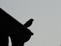 Rouges-queues Cr�atures volantes photo n�14