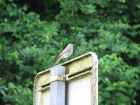Rouges-queues Cr�atures volantes photo n�15