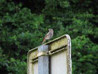 Rouges-queues Cr�atures volantes photo n�16