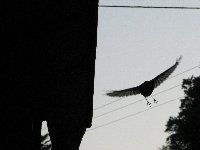 Rouges-queues Cr�atures volantes photo n�17