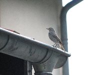 Rouges-queues Cr�atures volantes photo n�20